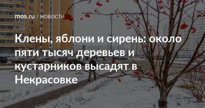 Лев Яшин - Клены, яблони и сирень: около пяти тысяч деревьев и кустарников высадят в Некрасовке - mos.ru - Москва