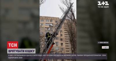 Мороз - В Одессе спасли кошку, которая в мороз трое суток просидела на дереве: видео - tsn.ua - Одесса