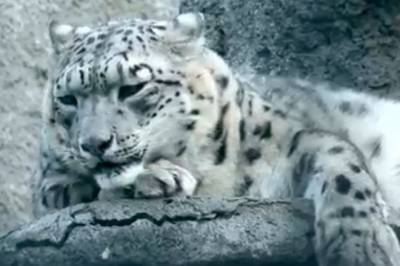 В Московском зоопарке умер 18-летний снежный барс - aif.ru - Англия - Венгрия - Литва - Финляндия
