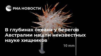 В глубинах океана у берегов Австралии нашли неизвестных науке хищников - ria.ru - Москва - Австралия