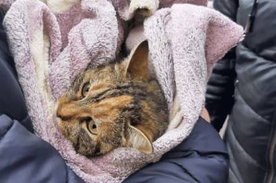 Более трех суток просидела на дереве: в Одессе спасли кошку, которая едва не упала на землю (видео) - newsone.ua - Одесса
