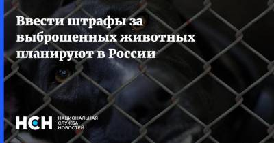 Владимир Бурматов - Ввести штрафы за выброшенных животных планируют в России - nsn.fm