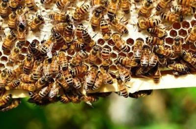 Сергей Белоусов - В России готовятся новые правила содержания медоносных пчёл - pnp.ru