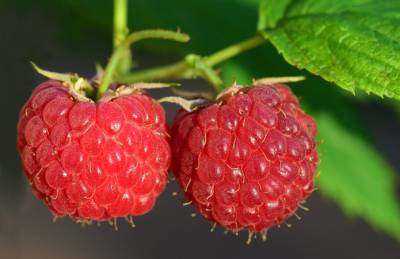 На Волыни община займется выращиванием малины - agroportal.ua