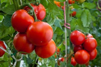 Насколько помидоры полезны для организма nbsp - skuke.net