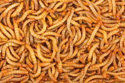 Антуан Юбер - Европа одобрила мучных червей для потребления человеком - agroportal.ua
