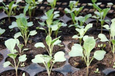 Как вырастить рассаду капусты в домашних условиях, как ухаживать за растением в этот период - skuke.net