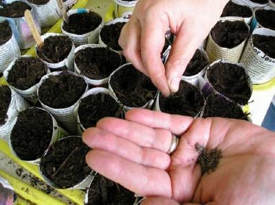 Выращивание цветной капусты: агротехника, подготовка рассады, посадка, уход, сбор урожая - skuke.net