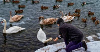 В Украине от морозов страдают лебеди и утки: почему прикормка зерном и хлебом может им навредить - tsn.ua