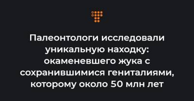 Палеонтологи исследовали уникальную находку: окаменевшего жука с сохранившимися гениталиями, которому около 50 млн лет - hromadske.ua - New York - шт. Иллинойс