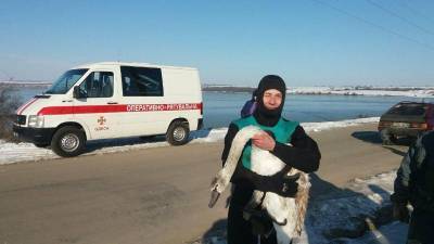 В Одесской области снова спасали лебедей, угодивших в ледяные ловушки - odessa-life.od.ua - Одесская обл. - район Раздельнянский - Гсчс