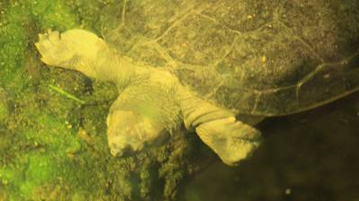 Во Вьетнаме нашли самку почти вымершей черепахи - mir24.tv - Вьетнам - Ханой