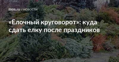 Петр Бирюков - «Елочный круговорот»: куда сдать елку после праздников - mos.ru - Москва