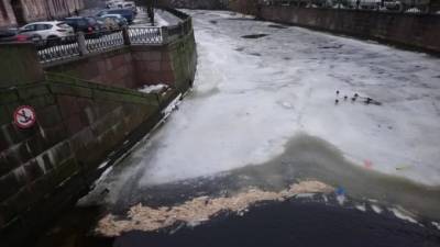 Петербуржцы ужаснулись массовому сбросу хлеба в реку Карповку - piter.tv