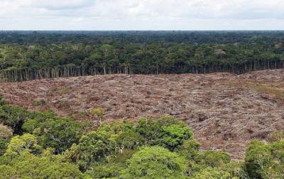 Амазонские леса исчезнут через 43 года – исследование - korrespondent.net - шт.Флорида