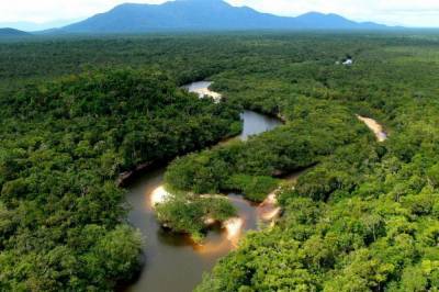 Ученые заявили о возможном исчезновении лесов Амазонки к 2064 году - vkcyprus.com - США - шт.Флорида