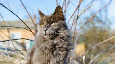 Андрей Захаров - Петербургского кота, сбежавшего во время посадки в самолет, нашли спустя полгода - 5-tv.ru - Санкт-Петербург - Ярославль