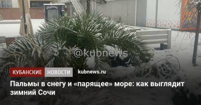 Пальмы в снегу и «парящее» море: как выглядит зимний Сочи - kubnews.ru - Сочи - Адлер