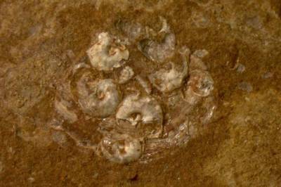 Биологи МГУ назвали древних обитателей сибирских озёр - aif.ru