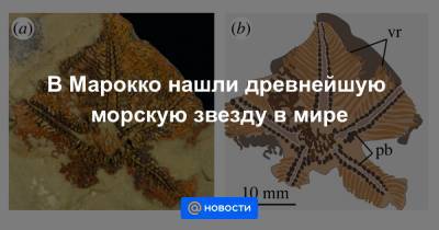 В Марокко нашли древнейшую морскую звезду в мире - news.mail.ru - Марокко