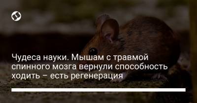 Чудеса науки. Мышам с травмой спинного мозга вернули способность ходить – есть регенерация - liga.net