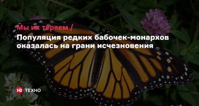 Мы их теряем. Популяция редких бабочек-монархов оказалась на грани исчезновения - nv.ua - США - шт. Калифорния