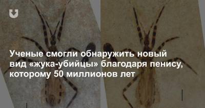 Ученые смогли обнаружить новый вид «жука-убийцы» благодаря пенису, которому 50 миллионов лет - news.tut.by - США - шт. Колорадо - шт. Иллинойс