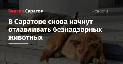 Михаил Исаев - В Саратове снова начнут отлавливать безнадзорных животных - nversia.ru - Саратовская обл. - Саратов
