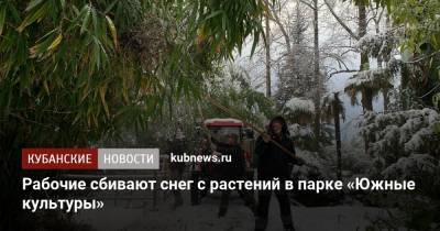 Рабочие сбивают снег с растений в парке «Южные культуры» - kubnews.ru - Сочи