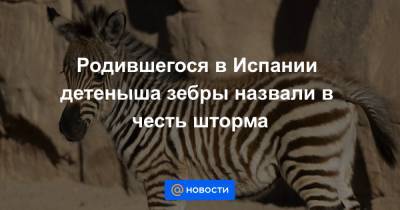 Родившегося в Испании детеныша зебры назвали в честь шторма - news.mail.ru - Испания