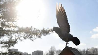Ирина Ярцева - Александр Колесник - Эксперт рассказал о погоде в Краснодарском крае в конце января - russian.rt.com - Краснодарский край