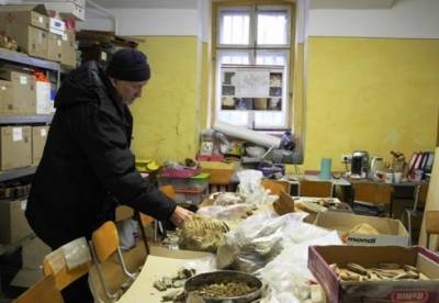 В Черновицкой области обнаружили зуб мамонта (фото) - facenews.ua - Украина - Черновицкая обл.