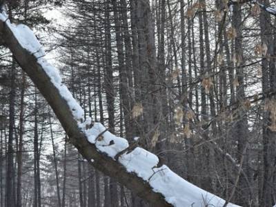 Зариф Байгускаров - Депутат Госдумы от Башкирии рассказал о системе, которая должна предотвратить незаконные рубки леса - ufatime.ru - Башкирия