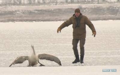 На лимане под Одессой спасли замерзающего пеликана с раненым крылом - odessa-life.od.ua - Одесса