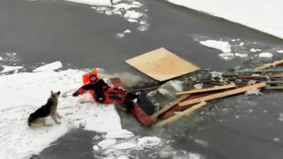 Волонтеры спасли собаку, застрявшую на льдине в Кронштадте - piter.tv