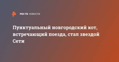 Пунктуальный новгородский кот, встречающий поезда, стал звездой Сети - ren.tv - Москва - Псков