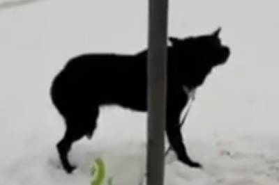 Во Львове мужчина бросил собаку в мороз на привязи и написал, что отдает в добрые руки (видео) - newsone.ua - Украина - Львов - Новояворовск