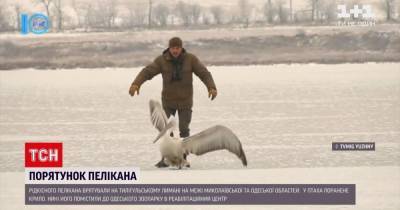 Гонялись по лиману за птицей: в Одесской области спасли редкого пеликана (видео) - tsn.ua - Николаевская обл. - Харьков - Одесская обл.