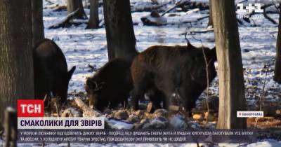 Винницкие лесники показали, как кормят диких зверей в лютый мороз: (видео) - tsn.ua