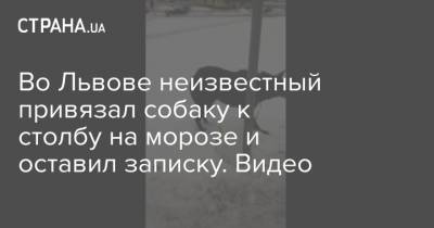 Во Львове неизвестный привязал собаку к столбу на морозе и оставил записку. Видео - strana.ua - Львов - Одесса - Новости Одессы