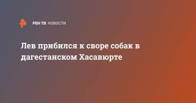 Лев прибился к своре собак в дагестанском Хасавюрте - ren.tv - респ. Дагестан - Хасавюрт