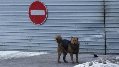 В Ухте ввели режим повышенной готовности из-за нападений бродячих собак - dp.ru - респ. Коми