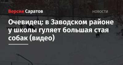 Очевидец: в Заводском районе у школы гуляет большая стая собак (видео) - nversia.ru - Саратовская обл. - Саратов - район Заводский