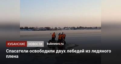 Спасатели освободили двух лебедей из ледяного плена - kubnews.ru
