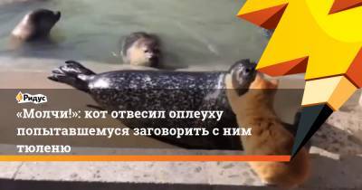 «Молчи!»: кот отвесил оплеуху попытавшемуся заговорить сним тюленю - ridus.ru