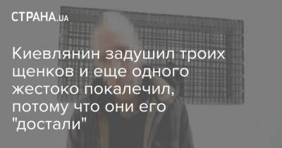 Киевлянин задушил троих щенков и еще одного жестоко покалечил, потому что они его "достали" - strana.ua - район Голосеевский - Киев