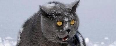 На Новосибирскую область надвигаются 42-градусные морозы - runews24.ru - Новосибирск - Новосибирская обл.
