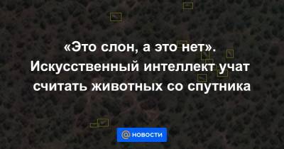 «Это слон, а это нет». Искусственный интеллект учат считать животных со спутника - news.mail.ru - Англия - Юар
