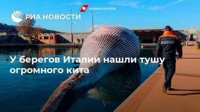 У берегов Италии нашли тушу огромного кита - ria.ru - Москва - Италия