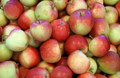Польша лидирует в Европе по уровню запасов яблок - agroportal.ua - Украина - Польша